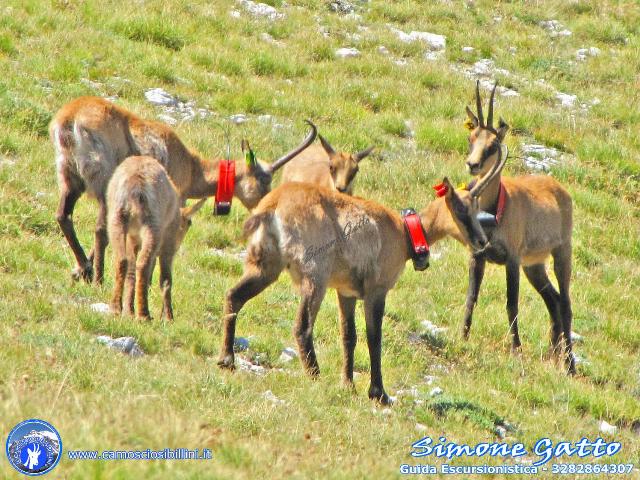 Camoscio d''Abruzzo Rupicapra pyrenaica ornata